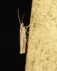 Ypsolopha ustella -Side