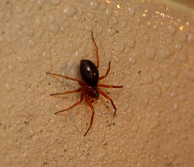 Unknown Poss Money Spider Family