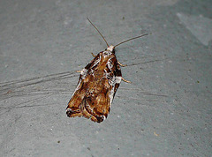 Acleris cristana 1