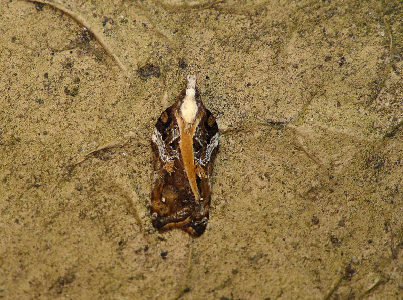 Acleris cristana 2