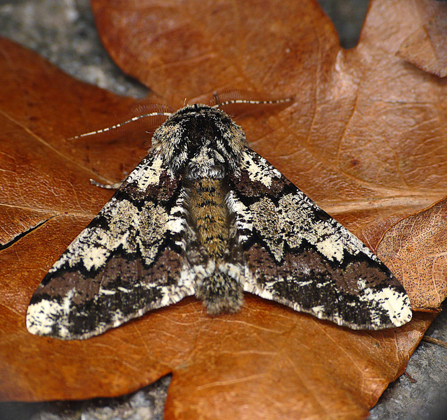 Oak Beauty - Top