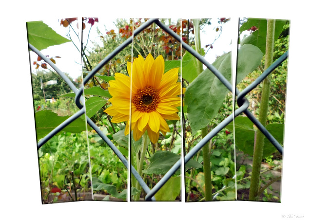 Framed sunflower