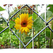 Framed sunflower