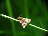 Small Yellow Underwing Moth