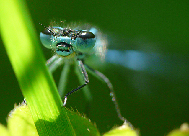 Azure Damselfly Male