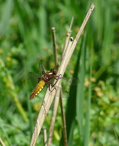 Broad Bodied Chaser Female