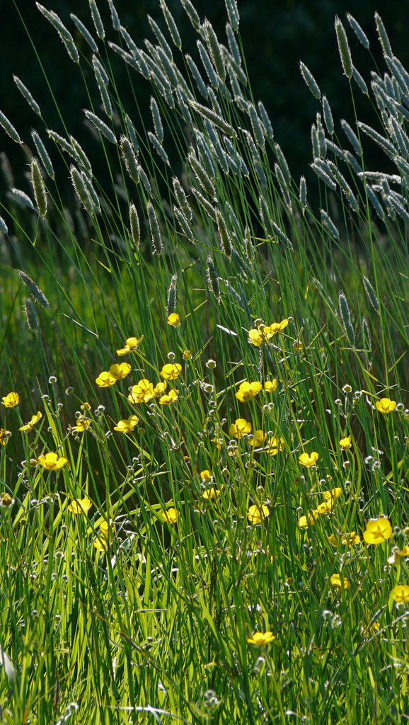 Tall Marsh Meadow