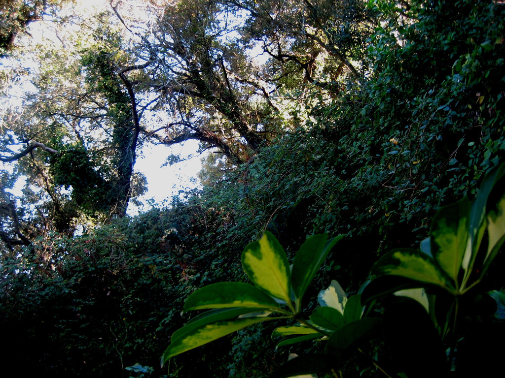 Malveira, Quinta da Cachoeira, light over the vegetal wall