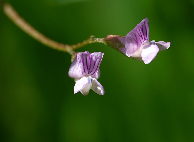 Tiny Vetch