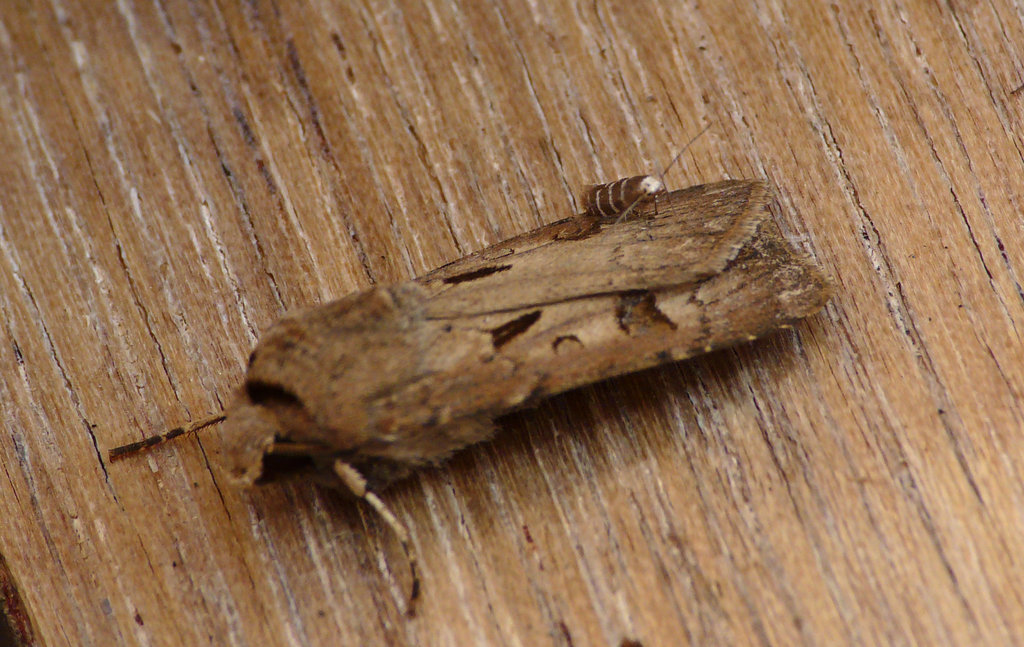 Argyresthia trifasciata on Heart and Dart