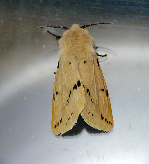 Buff Ermine Top