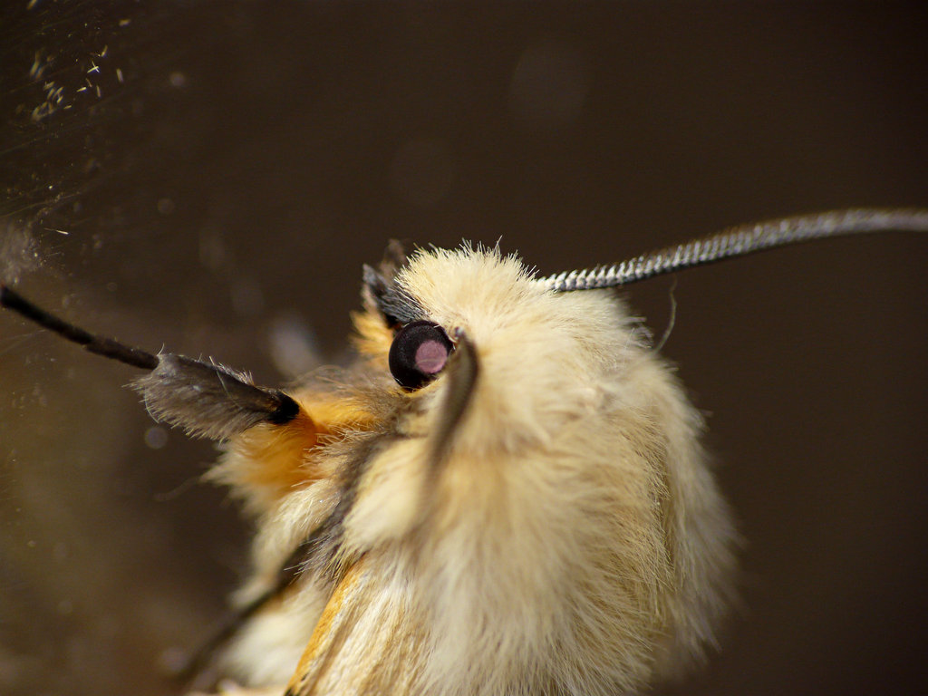 Buff Ermine Face