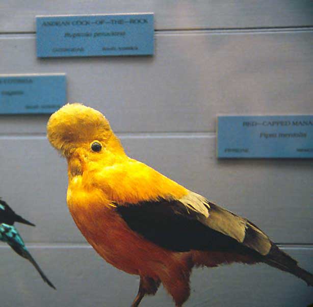 Cock-of-the-rock