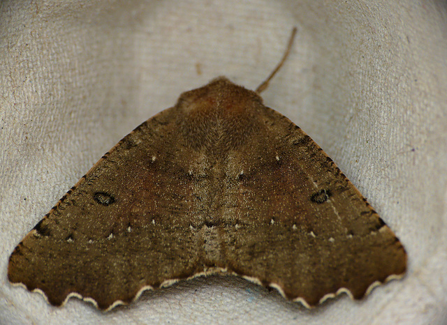 Scalloped Hazel