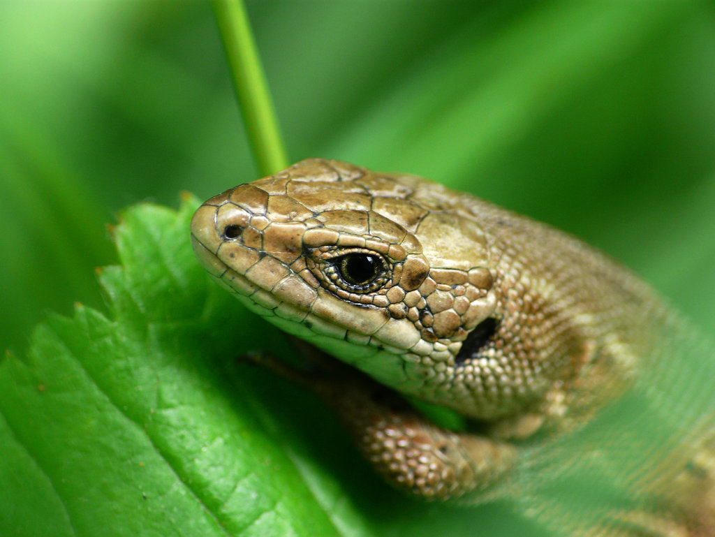 Common Lizard