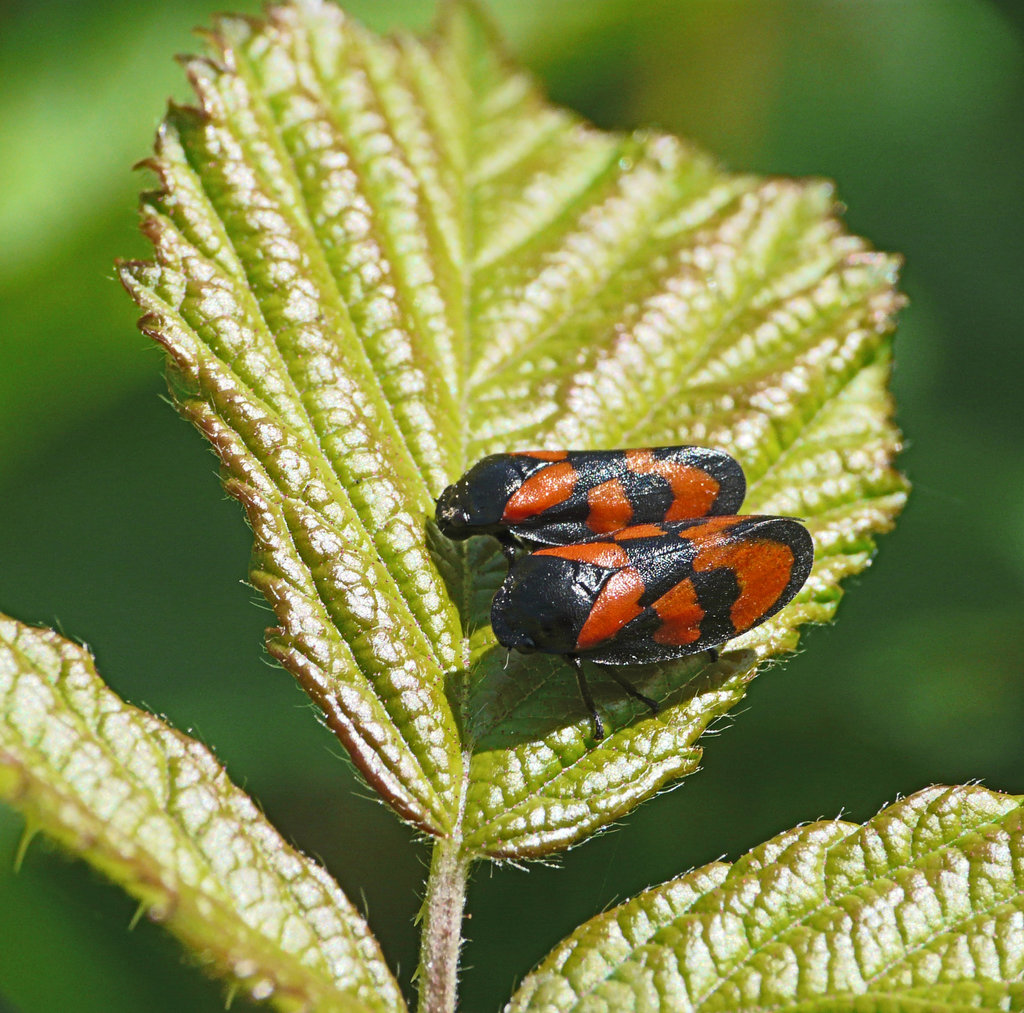 Red & Black Froghopper Love