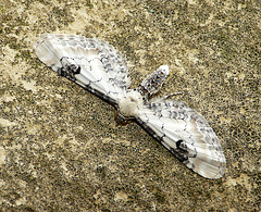 Lime-speck Pug Moth