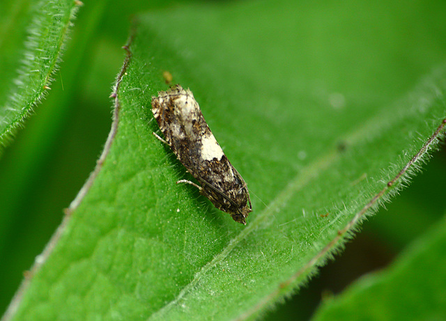 Epiblema cirsiana Moth