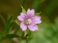 Cut-leaved Cranesbill