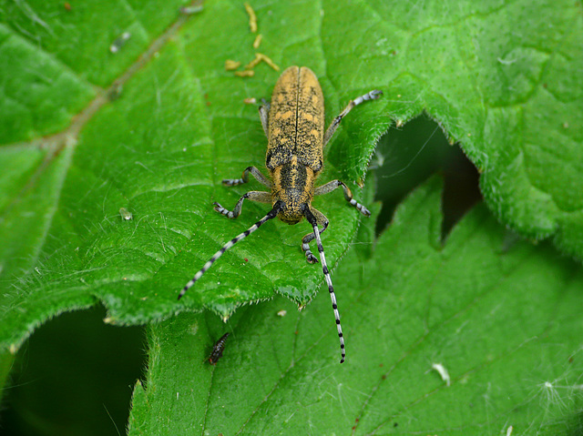 Golden-bloomed Grey Longhorn Agapantha villosoviridescens