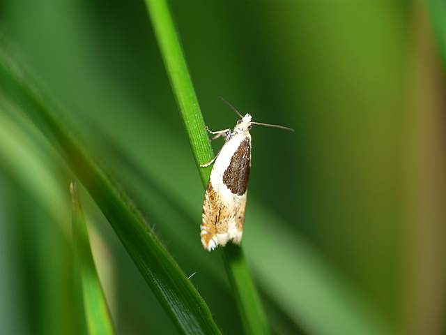 Ancylis badiana Moth