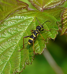 Wasp Beetle -Side