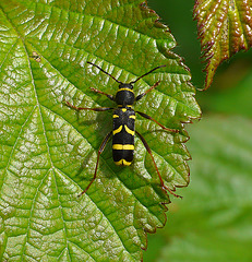 Wasp Beetle