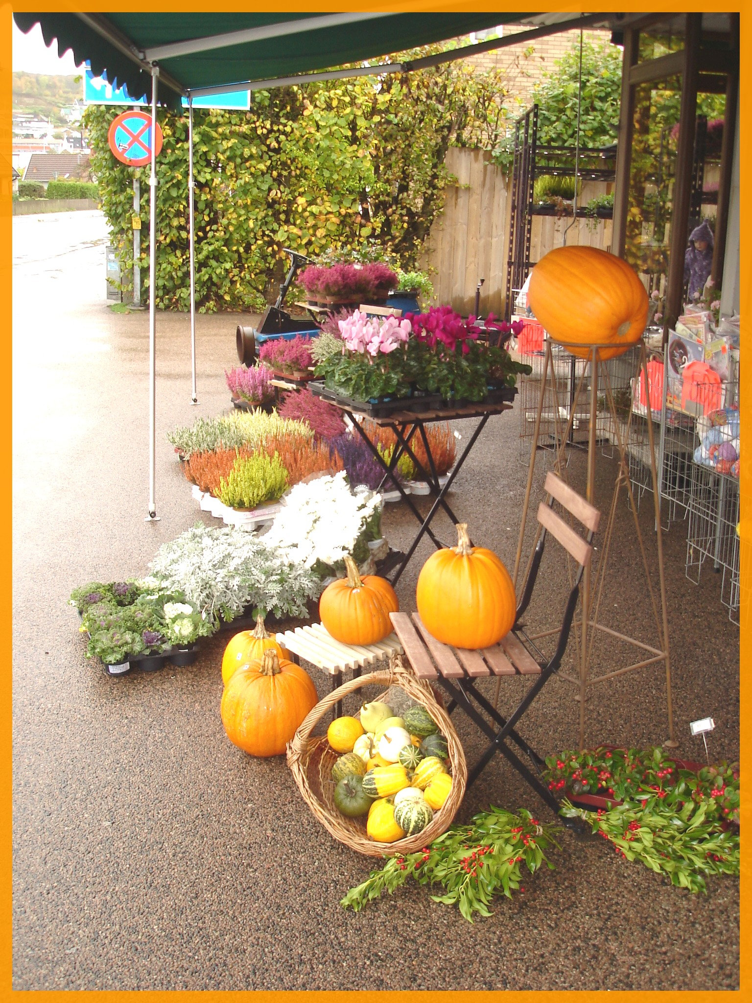 Citrouilles et fleurs / Flowers and pumpkins