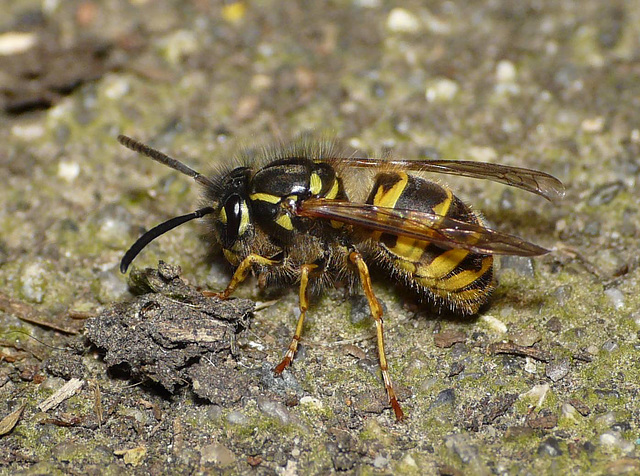 Common Wasp