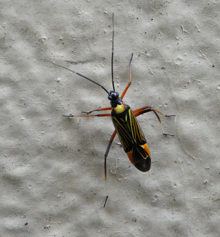Miris striatus
