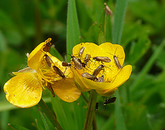 Party in a Buttercup