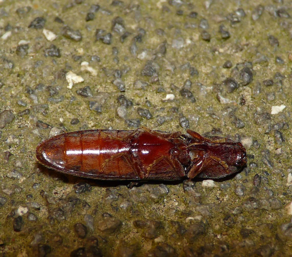 Click Beetle Plays Dead - News @ 11
