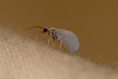 A Lacewing (Conwentzia sp.)