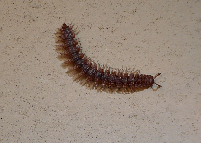 Millipede