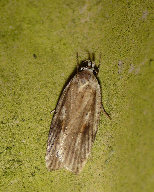 Agonopterix Nervosa