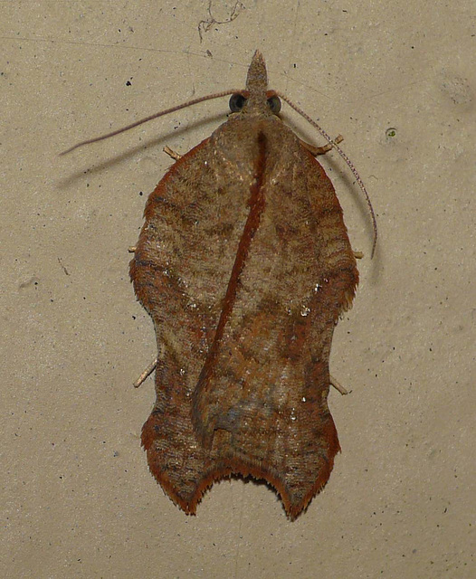 Acleris Emargana