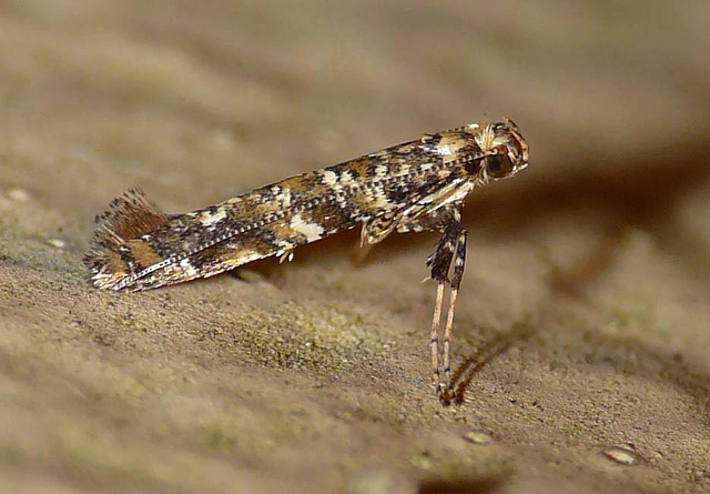 Caloptilia Syringella