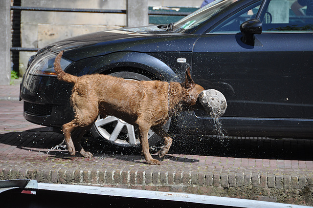 Dog drying itself