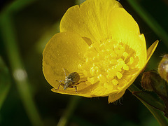 Life in a Buttercup 6