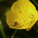 Life in a Buttercup 6