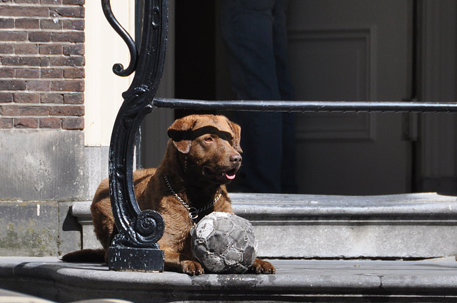 Dog with its ball