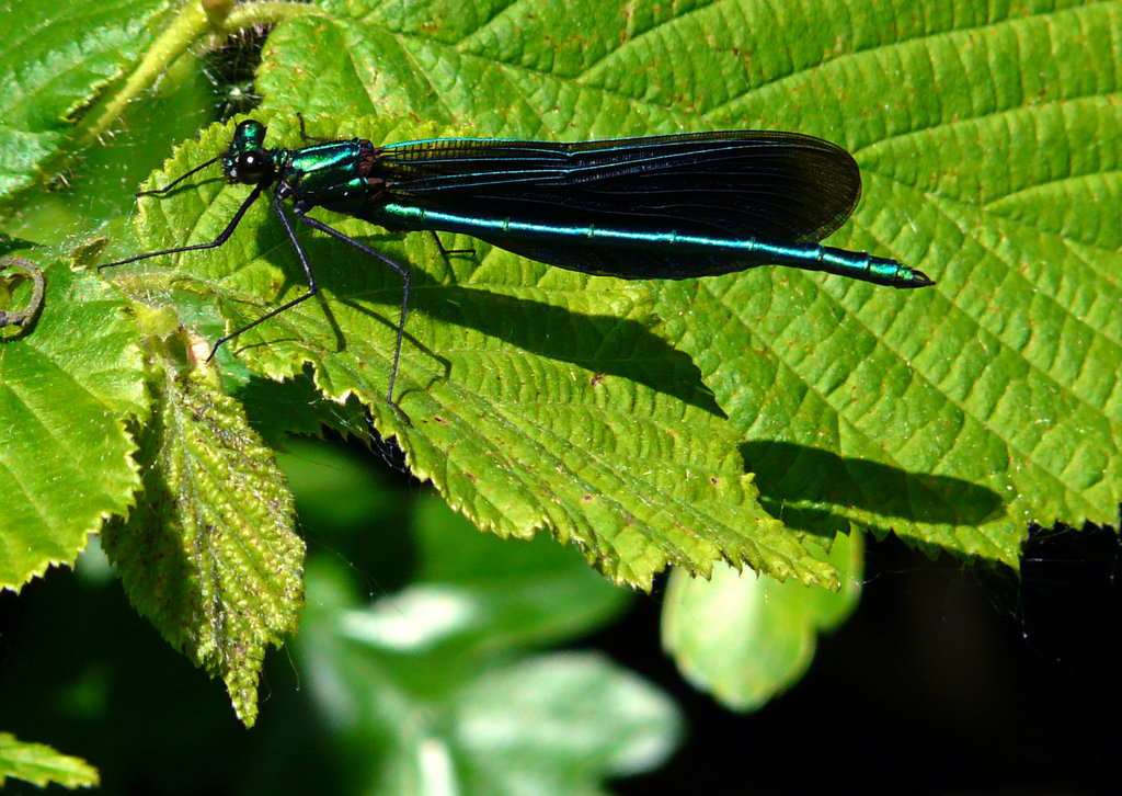 Beautiful Demoiselle Male