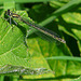 Azure Damselfly Female