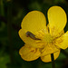 Life in a Buttercup 4