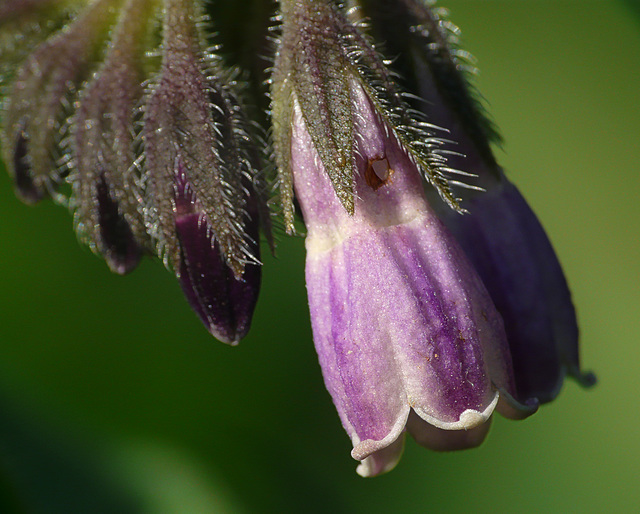 Common Comfrey