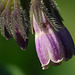 Common Comfrey