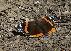 Red Admiral Butterfly