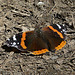 Red Admiral Butterfly