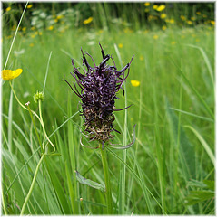 Gebirgsblume : Ziestblättrige Teufelskralle                                                                                                                       (Phyteuma betonicifolium)