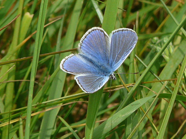 Common Blue Butterfly